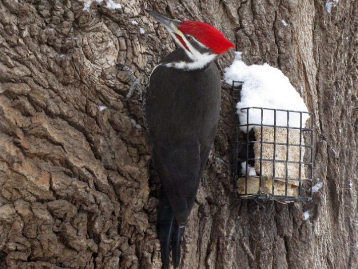 Wednesday Wings: Yard Royalty