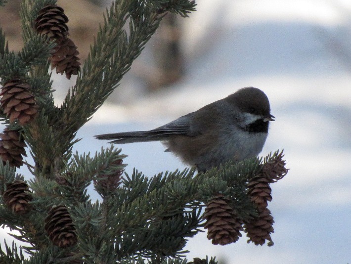 Busy Bitty Boreal