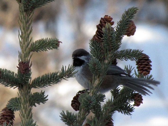 boreal 036