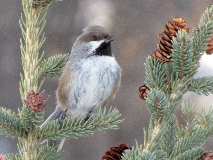 boreal 045
