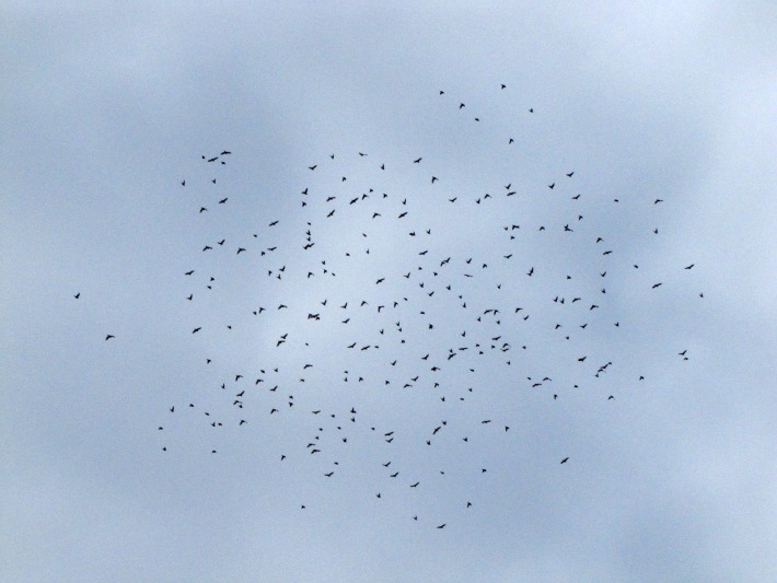 waxwings 033