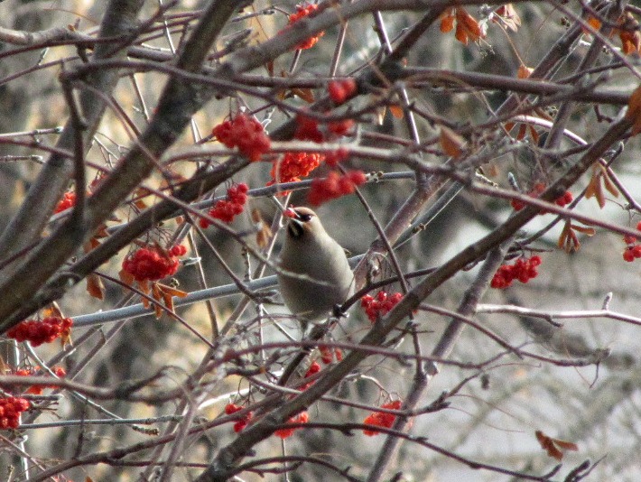 waxwings002