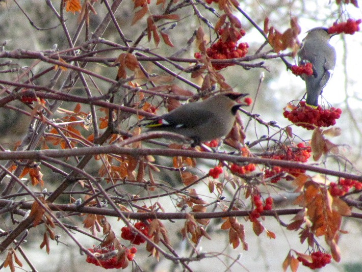 Wednesday Wings: Waxwing Invasion