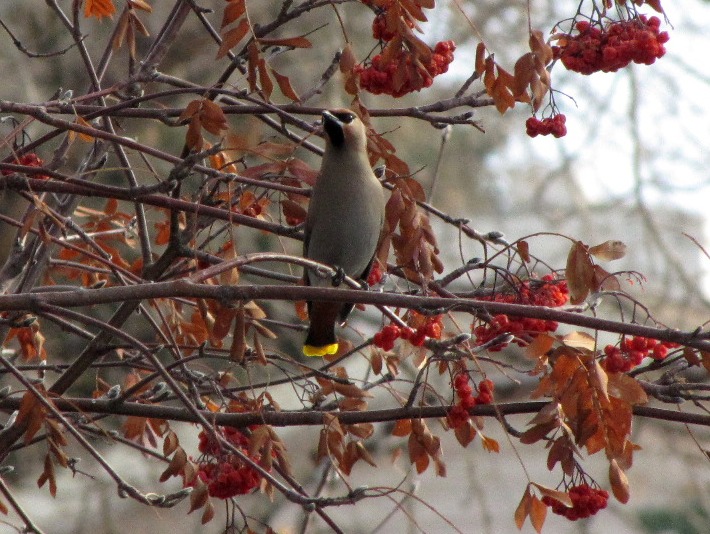 waxwings011