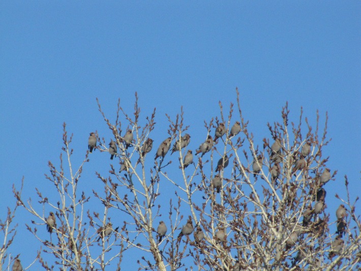 waxwings049