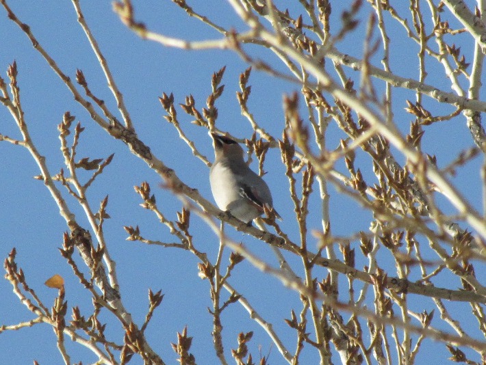 waxwings068