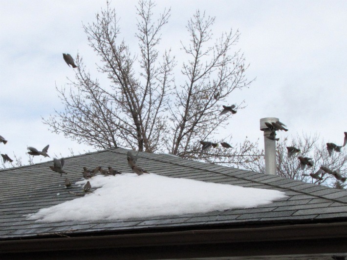 waxwings091