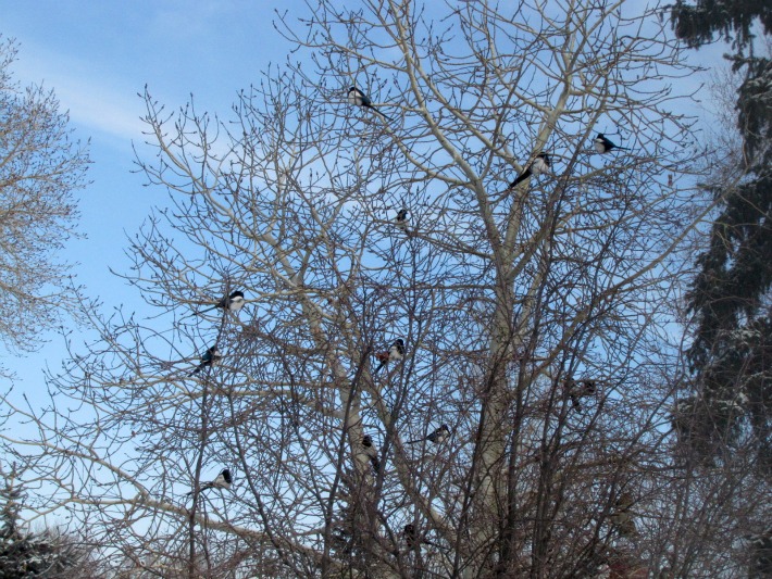 The Magpie Tree