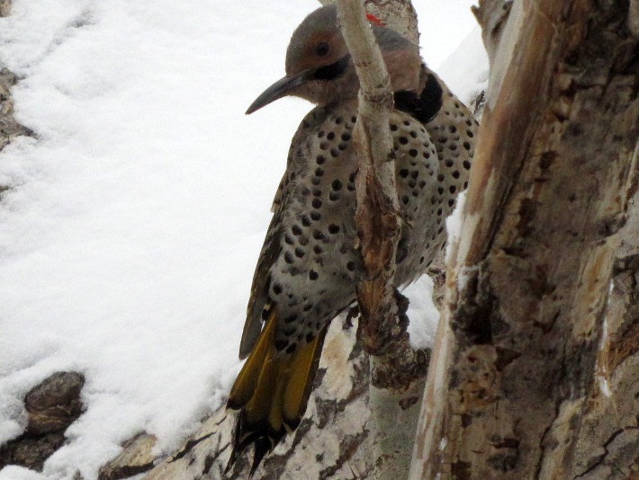 Flicker Cousins