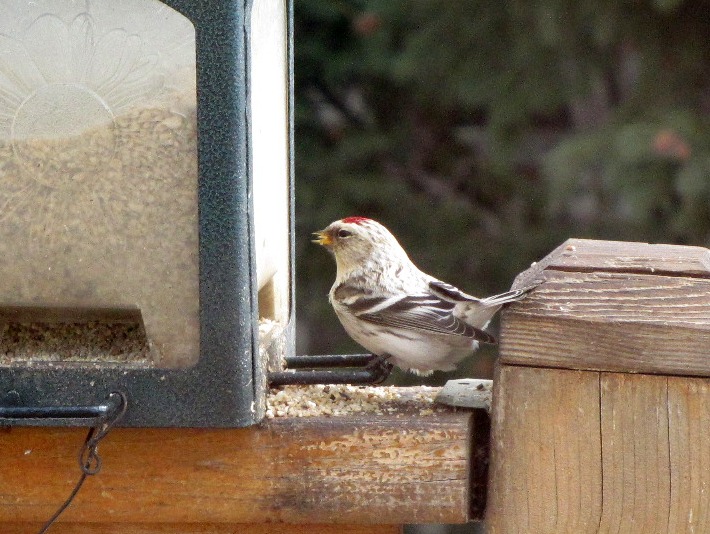 redpolls 135