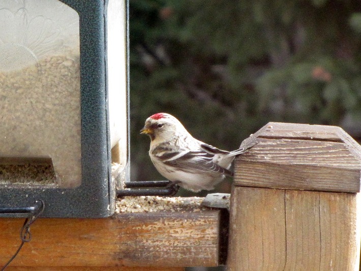redpolls 136