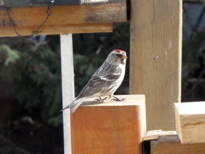 redpolls 143