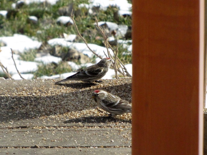 redpolls 152