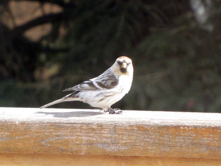 redpolls 156