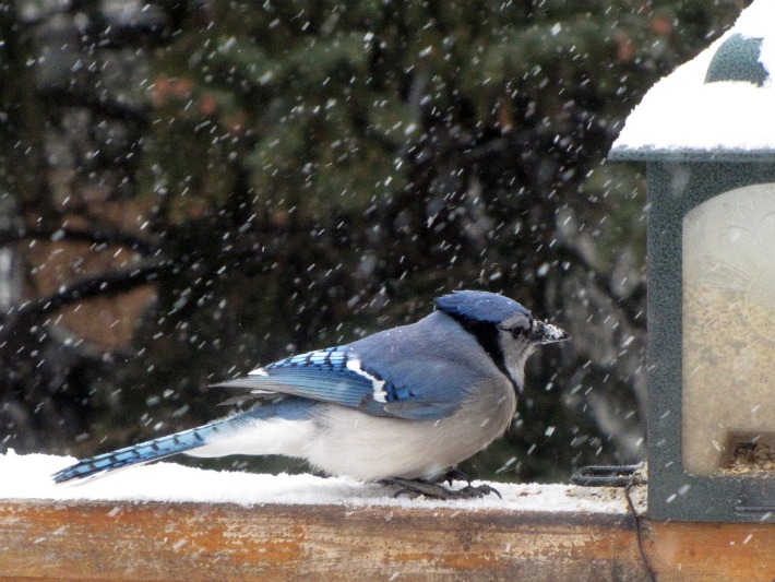 yard blue jay 056