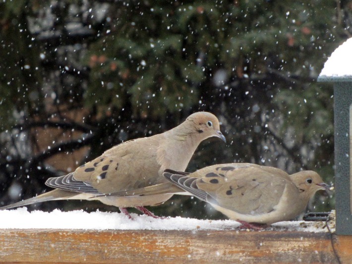 yard doves 074