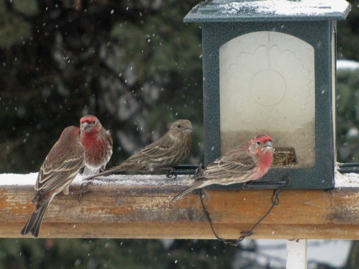 yard finches 085