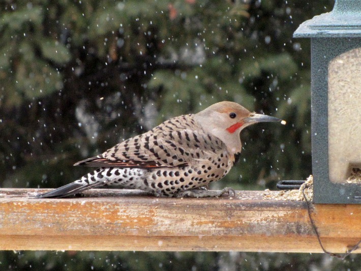 yard flicker 089