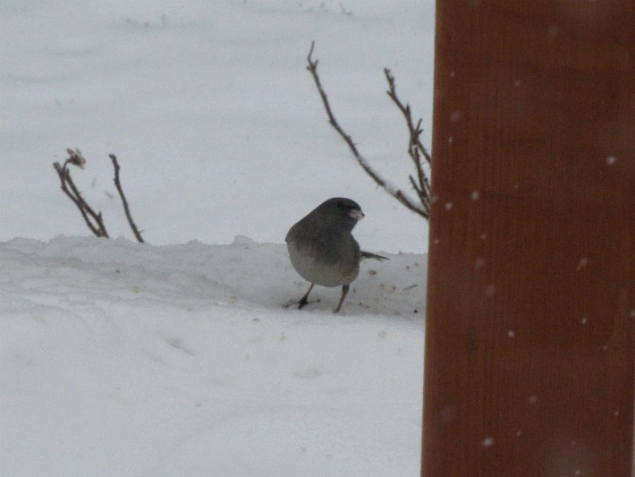 yard junco 069