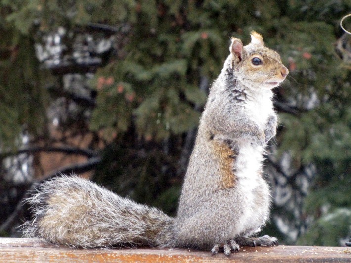 yard squirrel 100
