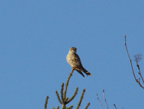 akestrel017