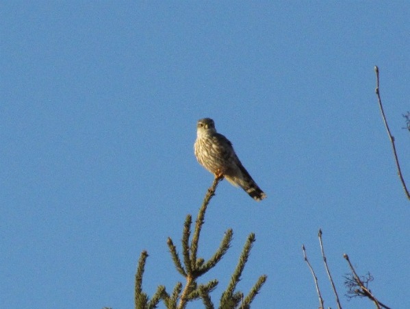 akestrel021