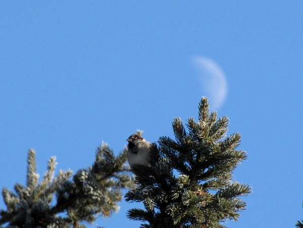 house sparrow