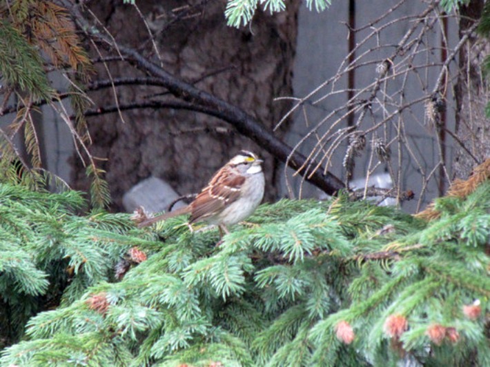 white-throated