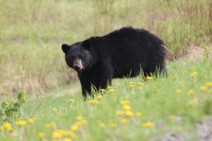 black-bear