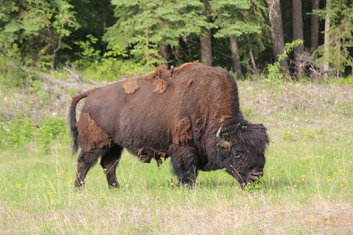 buffalo2