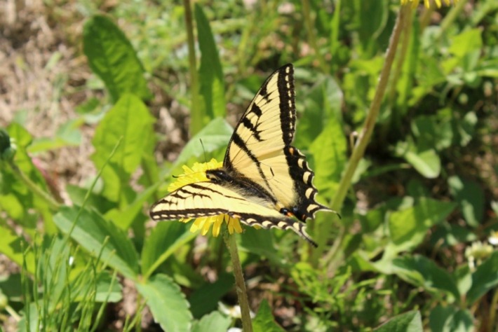 butterfly taken at Dawson City, YK
