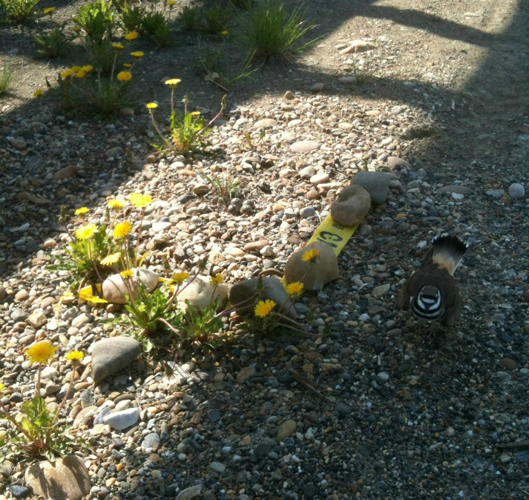 killdeer nest1