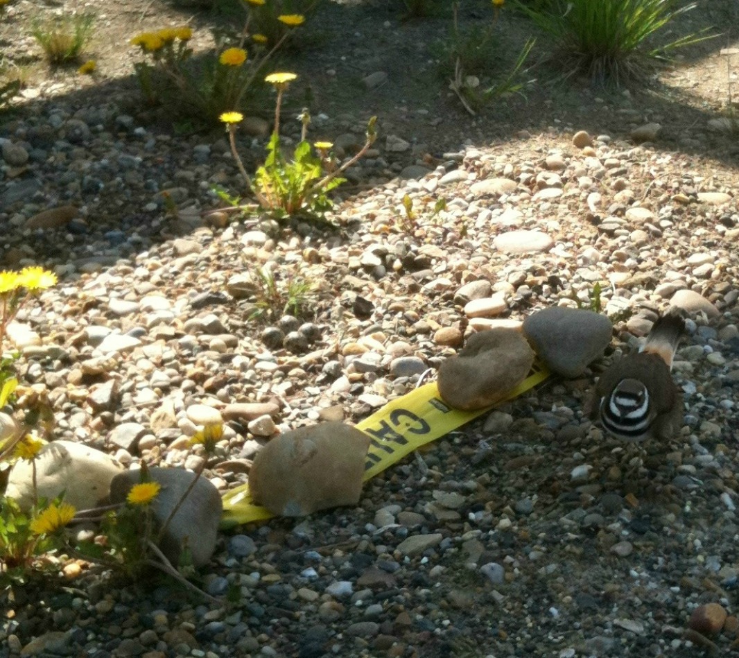killdeer nest2