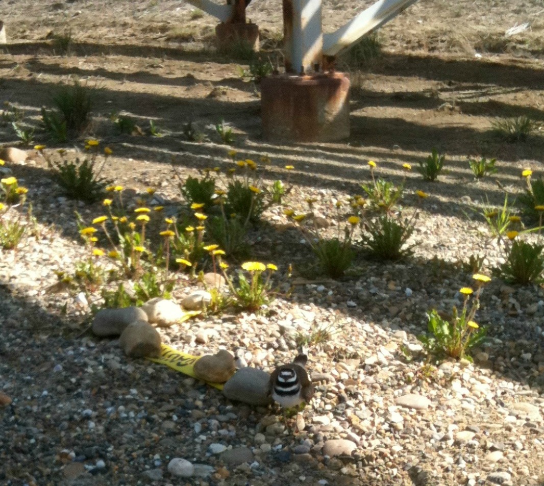killdeer nest3