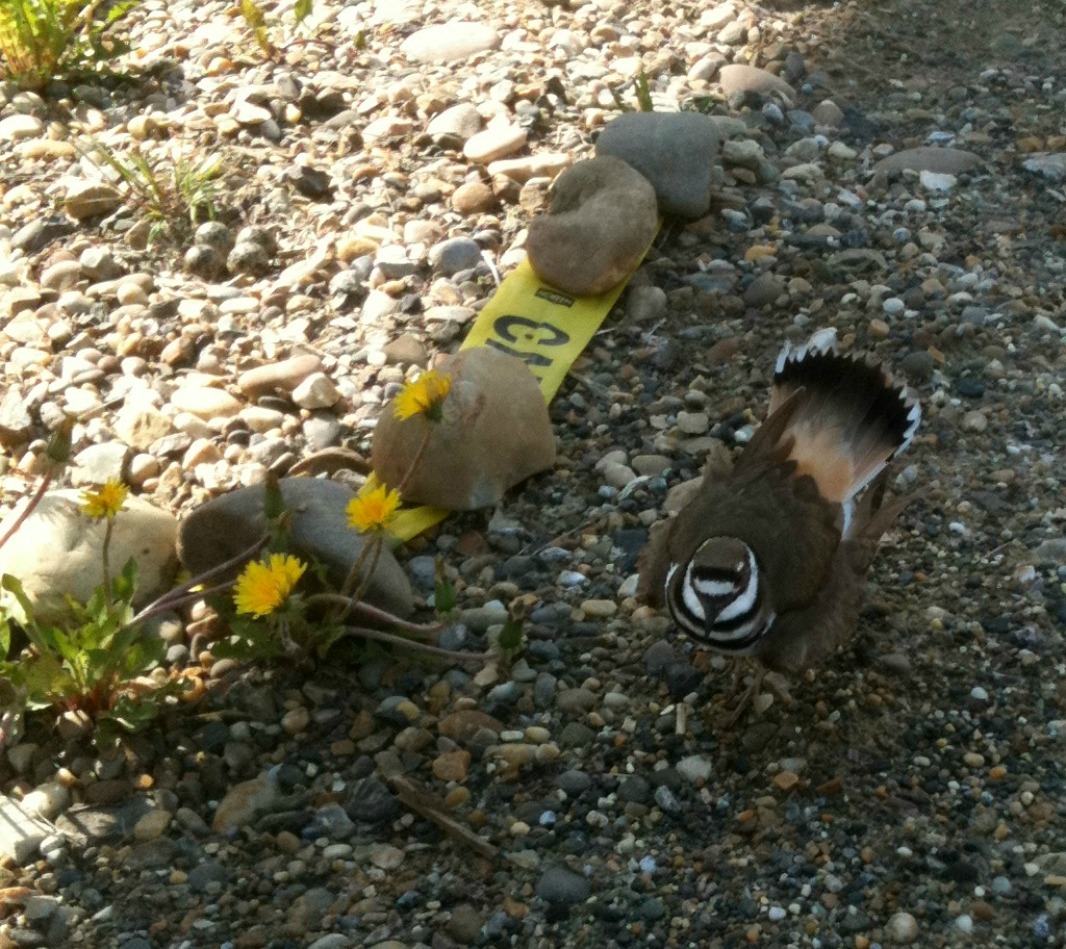 killdeer nest4