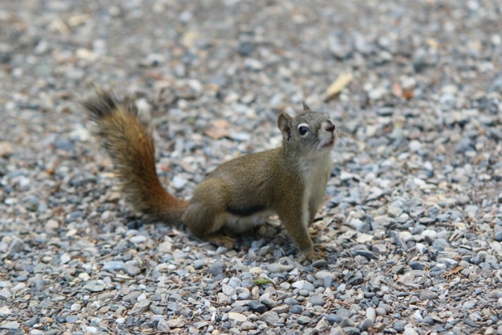 liard-squirrel