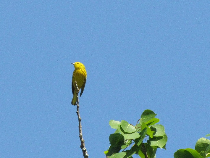 ywarbler 059