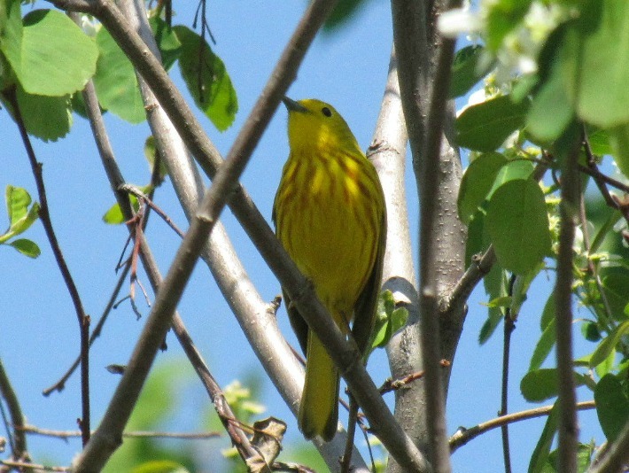 ywarbler 080