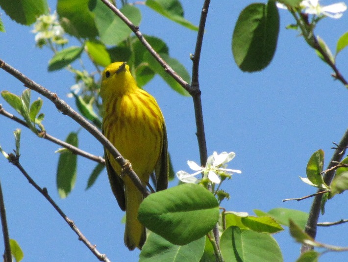 ywarbler 083