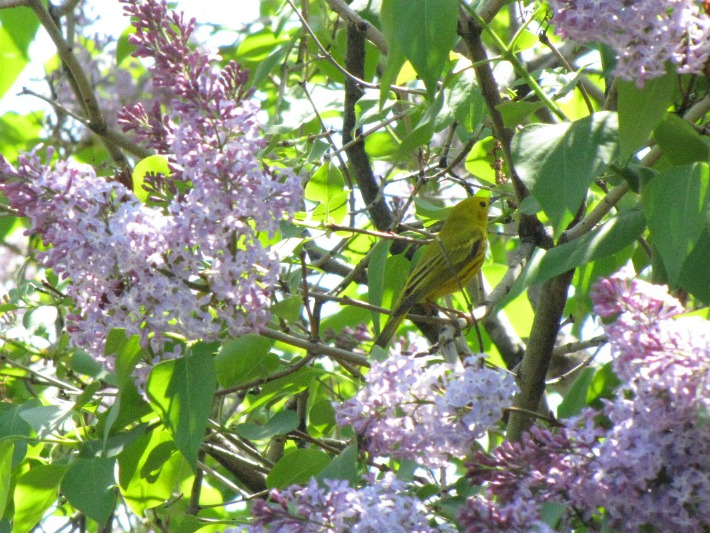 ywarbler 086