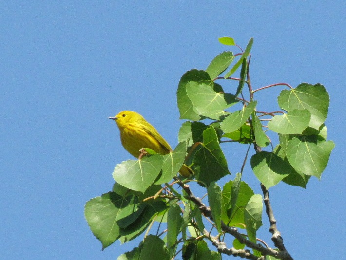 ywarbler 093