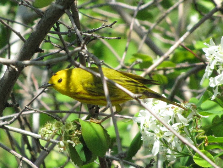 ywarbler 107