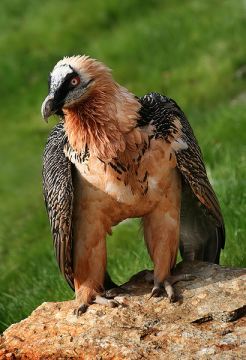 lammergeier