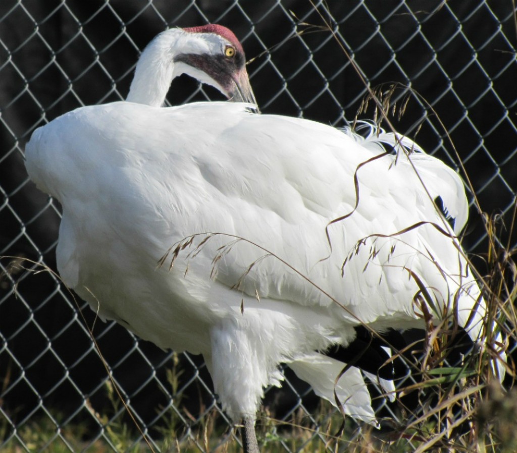 awhooper 036