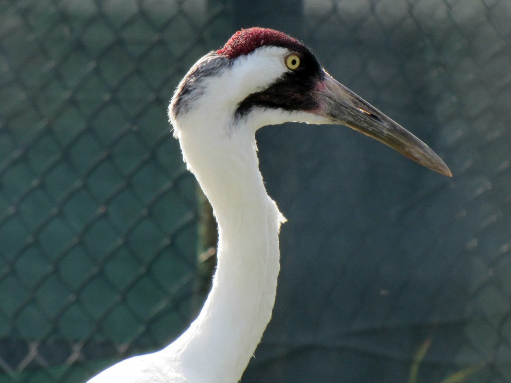 awhooper 069