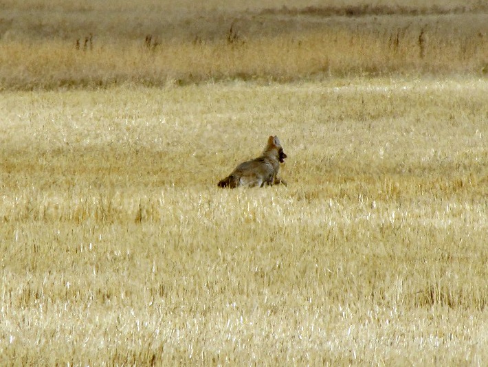 coyote 025