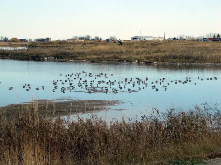 dowitchers 001