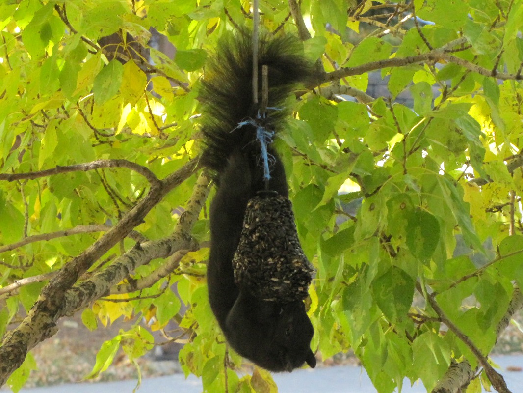 squirrel 054