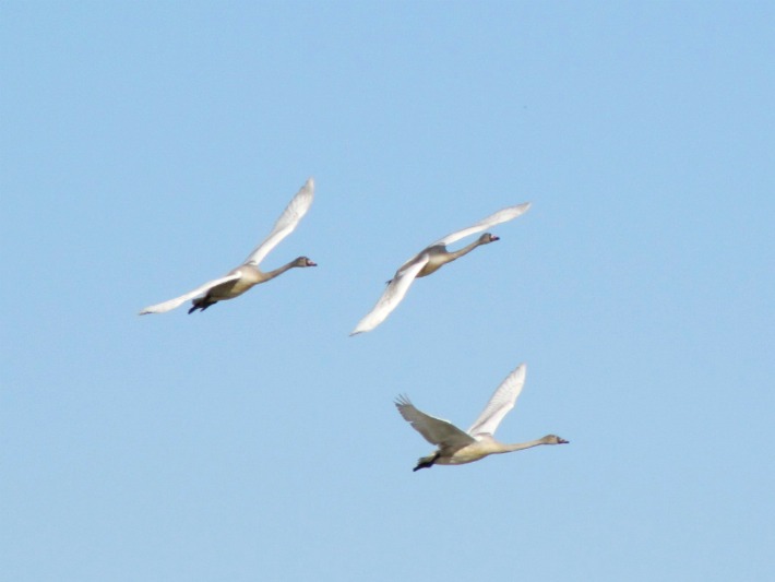 swans 014