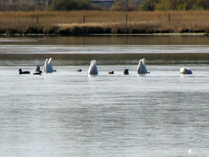 swansoct 16 005